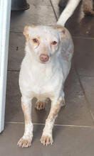 CHERRY, Hund, Podengo Portugueso Pequeno-Mix in Portugal - Bild 1