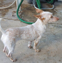 CHERRY, Hund, Podengo Portugueso Pequeno-Mix in Portugal - Bild 2