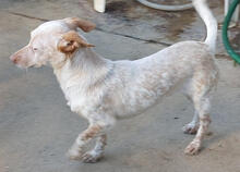 CHERRY, Hund, Podengo Portugueso Pequeno-Mix in Portugal - Bild 3