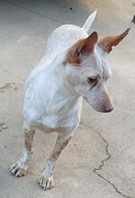 CHERRY, Hund, Podengo Portugueso Pequeno-Mix in Portugal - Bild 4