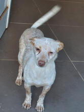 CHERRY, Hund, Podengo Portugueso Pequeno-Mix in Portugal - Bild 5