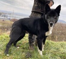 ALAN, Hund, Mischlingshund in Slowakische Republik - Bild 2