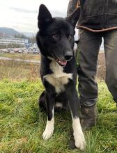 ALAN, Hund, Mischlingshund in Slowakische Republik - Bild 3