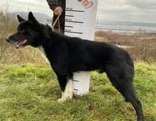 ALAN, Hund, Mischlingshund in Slowakische Republik - Bild 4