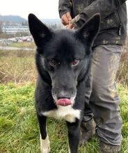 ALAN, Hund, Mischlingshund in Slowakische Republik - Bild 7