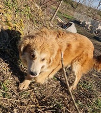 SAMMY, Hund, Mischlingshund in Geilenkirchen - Bild 3