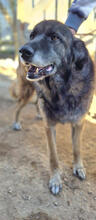 ULISSES, Hund, Mischlingshund in Portugal - Bild 1