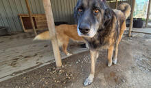 ULISSES, Hund, Mischlingshund in Portugal - Bild 2