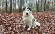 BUD, Hund, Herdenschutzhund-Mix in Pretzfeld - Bild 2