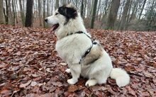 BUD, Hund, Herdenschutzhund-Mix in Pretzfeld - Bild 3