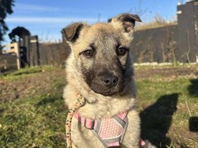 MARIESOL, Hund, Mischlingshund in Niemegk - Bild 20