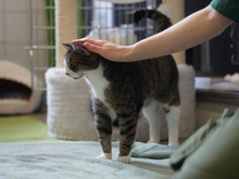 ILSE, Katze, Europäisch Kurzhaar in Hamburg - Bild 6