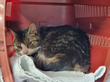 ILSE, Katze, Europäisch Kurzhaar in Hamburg - Bild 9
