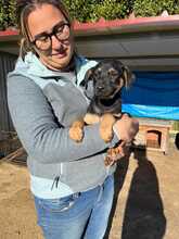 ORTENSIA, Hund, Mischlingshund in Italien - Bild 3