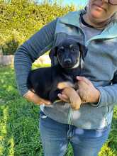 ORTENSIA, Hund, Mischlingshund in Italien - Bild 4