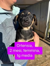 ORTENSIA, Hund, Mischlingshund in Italien - Bild 5