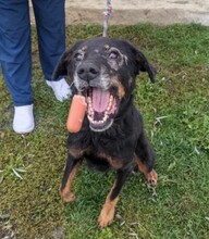 MARTHA, Hund, Mischlingshund in Belgien - Bild 6