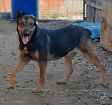 LENYA, Hund, Deutscher Schäferhund-Mix in Rumänien - Bild 10