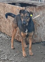 LENYA, Hund, Deutscher Schäferhund-Mix in Rumänien - Bild 11