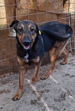 LENYA, Hund, Deutscher Schäferhund-Mix in Rumänien - Bild 12