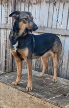 LENYA, Hund, Deutscher Schäferhund-Mix in Rumänien - Bild 13