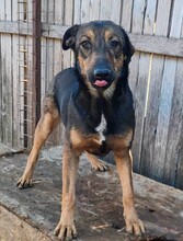 LENYA, Hund, Deutscher Schäferhund-Mix in Rumänien - Bild 2