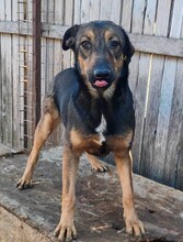 LENYA, Hund, Deutscher Schäferhund-Mix in Rumänien - Bild 8
