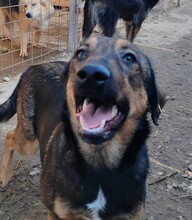 LENYA, Hund, Deutscher Schäferhund-Mix in Rumänien - Bild 9
