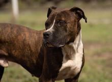 JULES, Hund, American Staffordshire Terrier in Kroatien - Bild 1