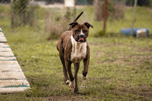 JULES, Hund, American Staffordshire Terrier in Kroatien - Bild 2