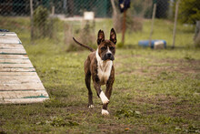 JULES, Hund, American Staffordshire Terrier in Kroatien - Bild 3