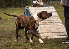 JULES, Hund, American Staffordshire Terrier in Kroatien - Bild 4