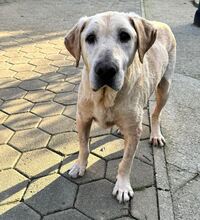 LUDWIG, Hund, Mischlingshund in Kroatien - Bild 2