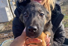 NORI, Hund, Mischlingshund in Wermelskirchen - Bild 1