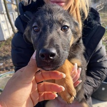 NORI, Hund, Mischlingshund in Wermelskirchen - Bild 2