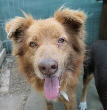 KASPER, Hund, Mischlingshund in Rumänien - Bild 2
