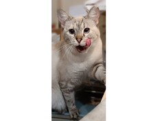 VIVIANE, Katze, Siam-Mix in Spanien - Bild 2