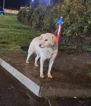 SINJA, Hund, Mischlingshund in Rumänien - Bild 3