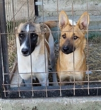 NONA, Hund, Mischlingshund in Rumänien - Bild 7