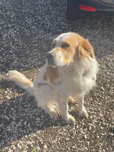 TWIX, Hund, Golden Retriever-Irish Setter-Mix in Italien - Bild 1