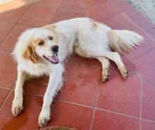 TWIX, Hund, Golden Retriever-Irish Setter-Mix in Italien - Bild 2