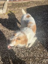 TWIX, Hund, Golden Retriever-Irish Setter-Mix in Italien - Bild 3