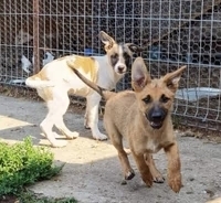 CLEO, Hund, Mischlingshund in Rumänien - Bild 6