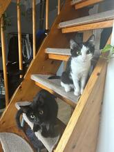 CEDAR, Katze, Europäisch Kurzhaar in Königsbrunn - Bild 5