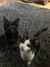 MAXI, Katze, Europäisch Kurzhaar in Königsbrunn - Bild 2