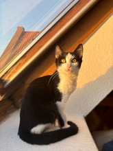 MAXI, Katze, Europäisch Kurzhaar in Königsbrunn - Bild 5