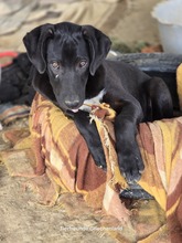 LINUS, Hund, Mischlingshund in Griechenland - Bild 1