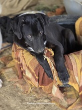 LINUS, Hund, Mischlingshund in Griechenland - Bild 2