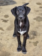 LINUS, Hund, Mischlingshund in Griechenland - Bild 3