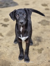 LINUS, Hund, Mischlingshund in Griechenland - Bild 4